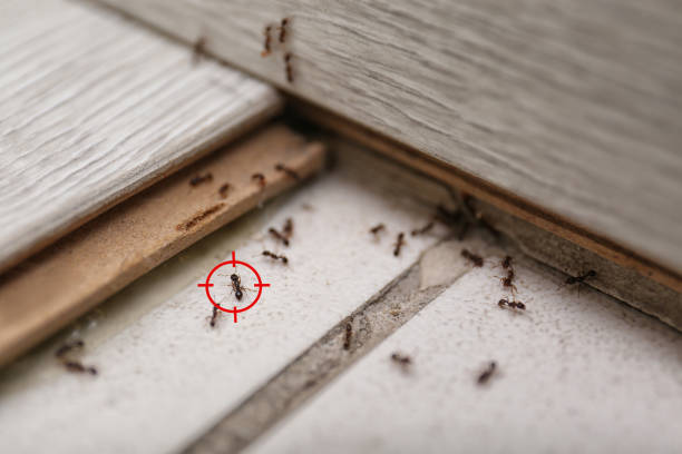 Best Ant Control Services  in Riverton, WY